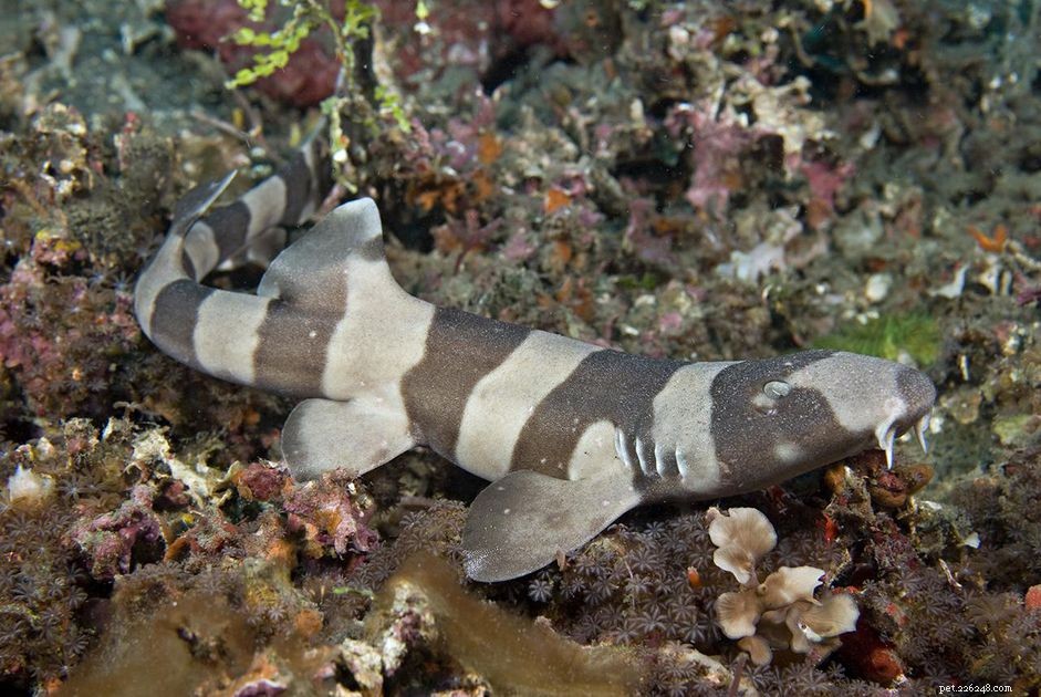 Brownbanded Bamboo Shark: A Compact Aquatic Companion for Experienced Aquarists