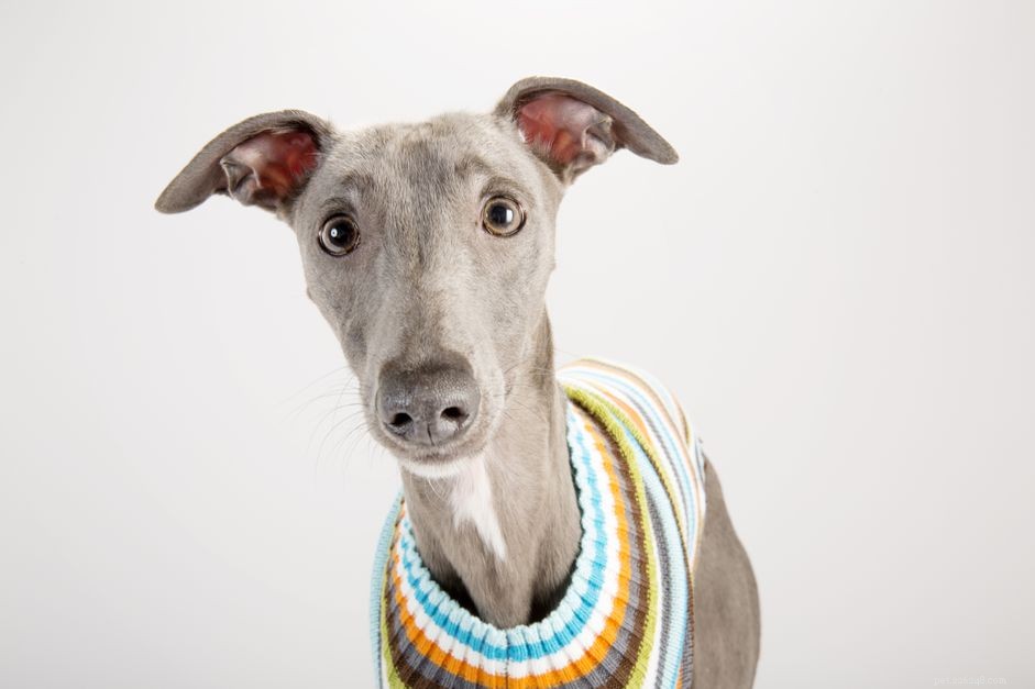 Is a Sweater Right for Your Dog in Winter? Expert Guide to Keeping Your Pup Warm