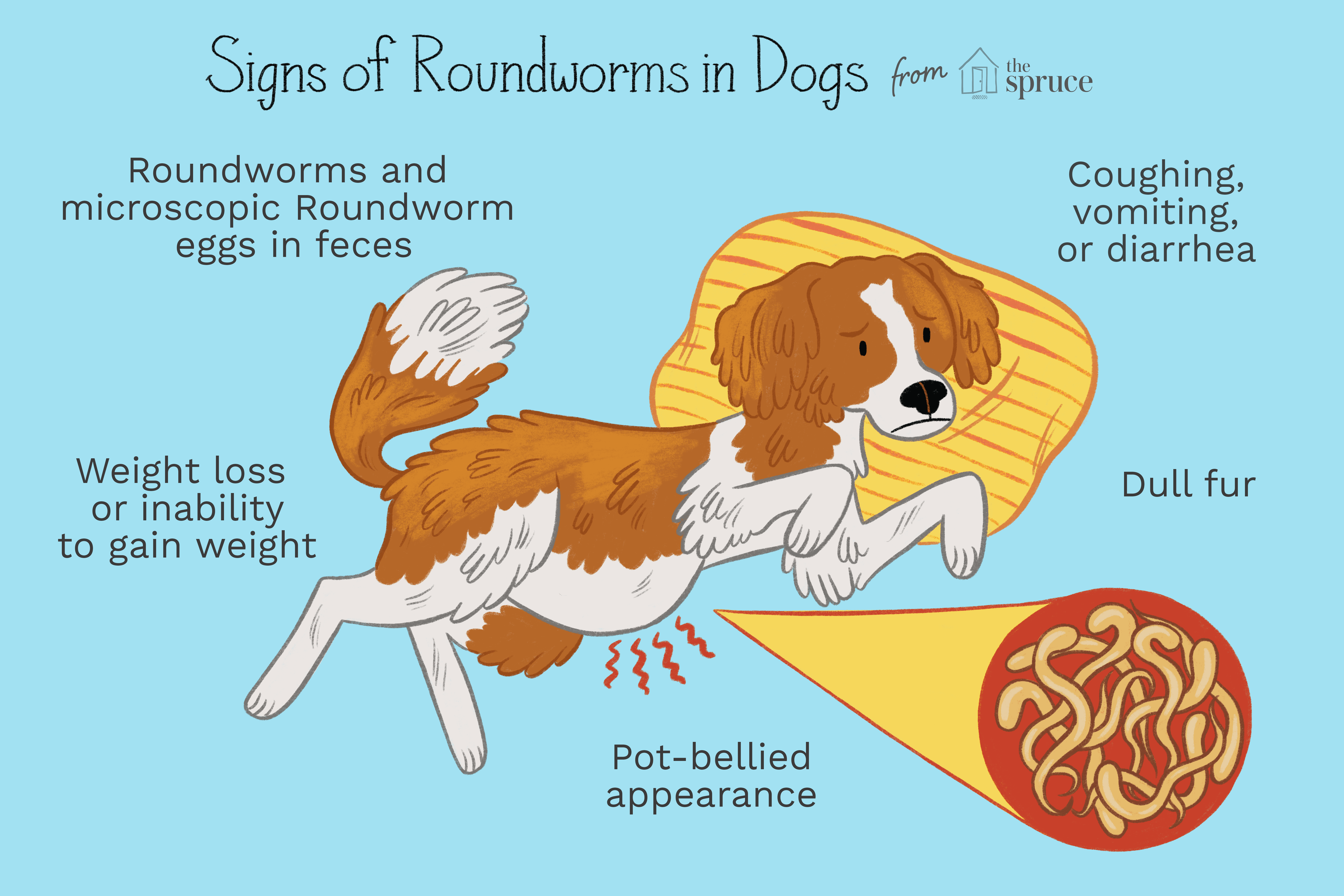 Comprehensive Guide to Treating Roundworms in Puppies and Dogs