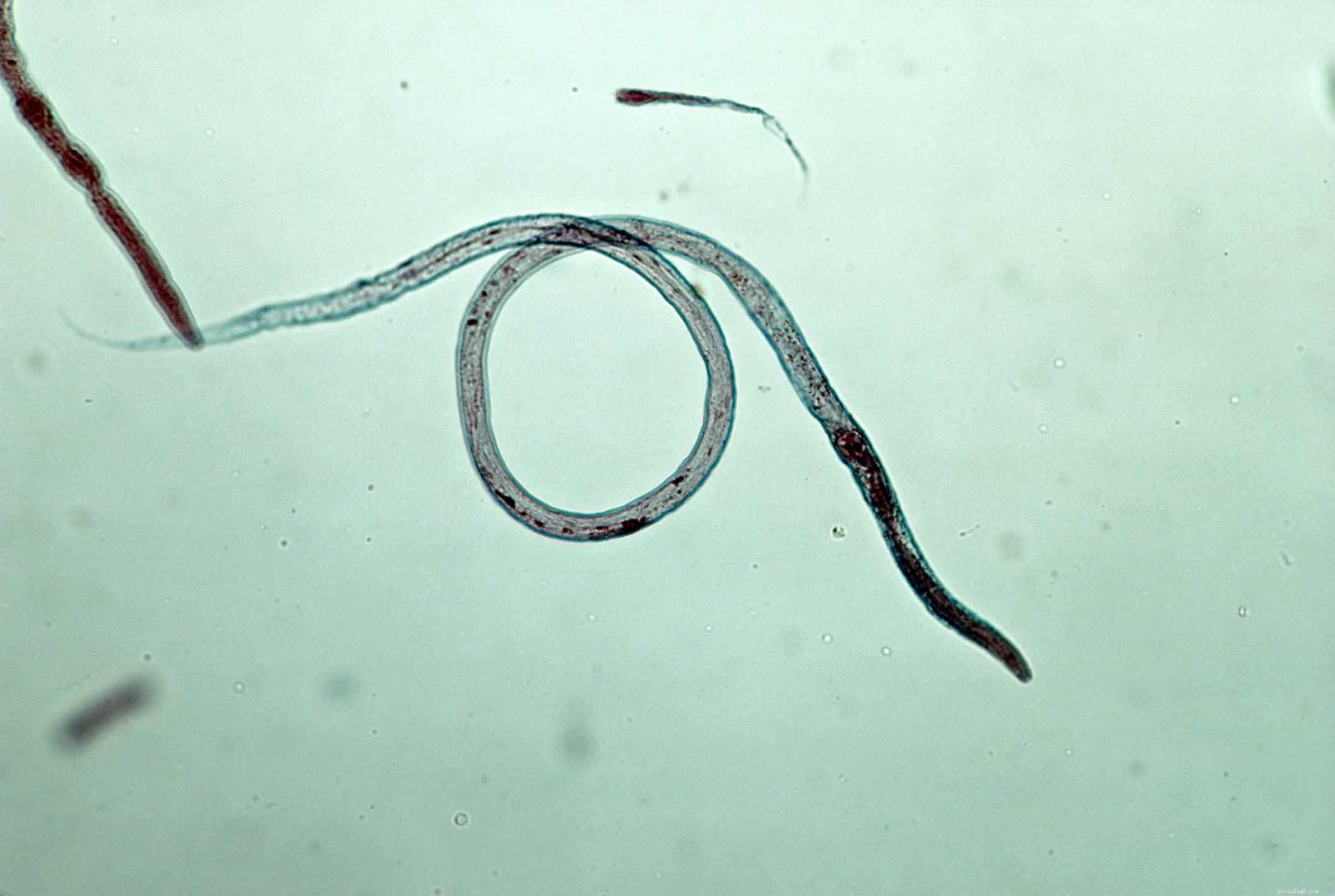 Comprehensive Guide to Treating Roundworms in Puppies and Dogs