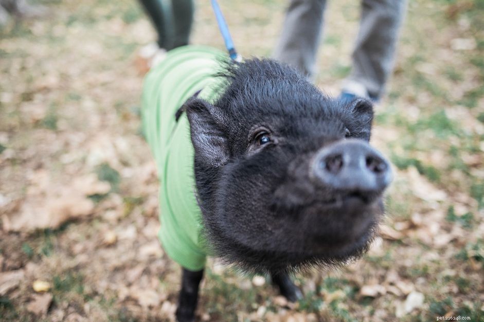 Is a Potbellied Pig the Right Pet for You? Pros, Cons, and Care Tips