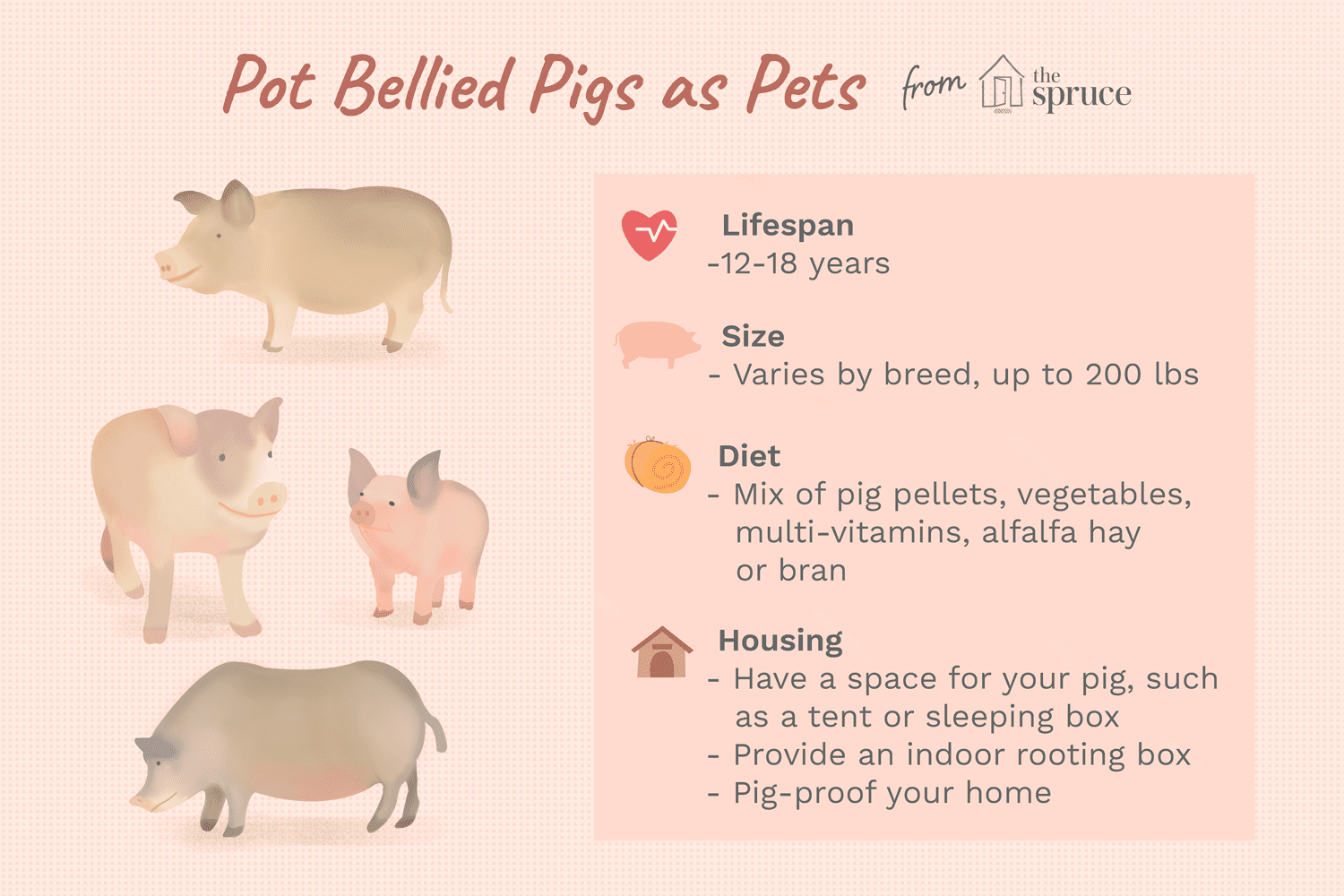 Is a Potbellied Pig the Right Pet for You? Pros, Cons, and Care Tips