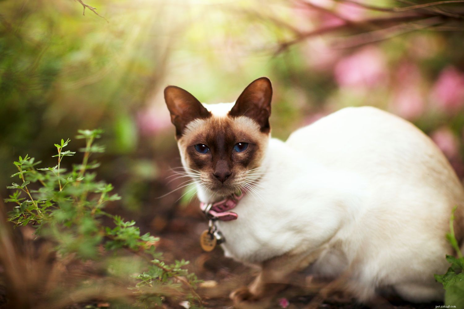 Top 10 Long‑Lived Cat Breeds: Extend Your Companion’s Life