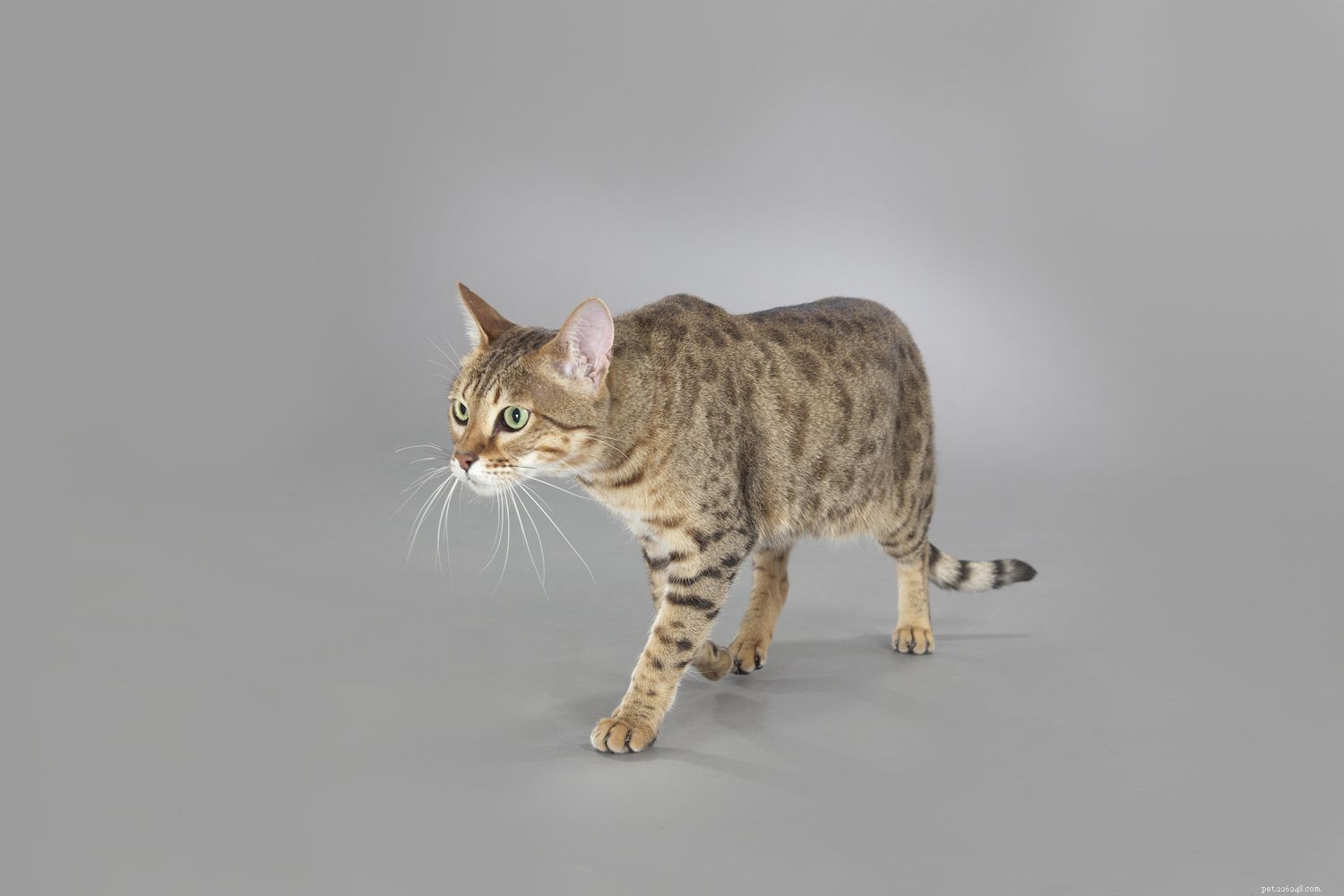 Top 10 Long‑Lived Cat Breeds: Extend Your Companion’s Life