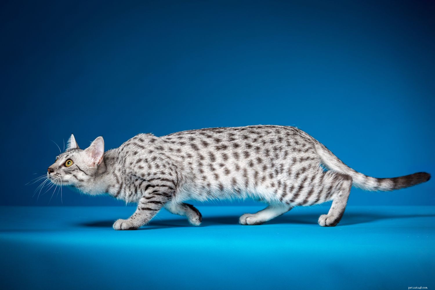 Top 10 Long‑Lived Cat Breeds: Extend Your Companion’s Life