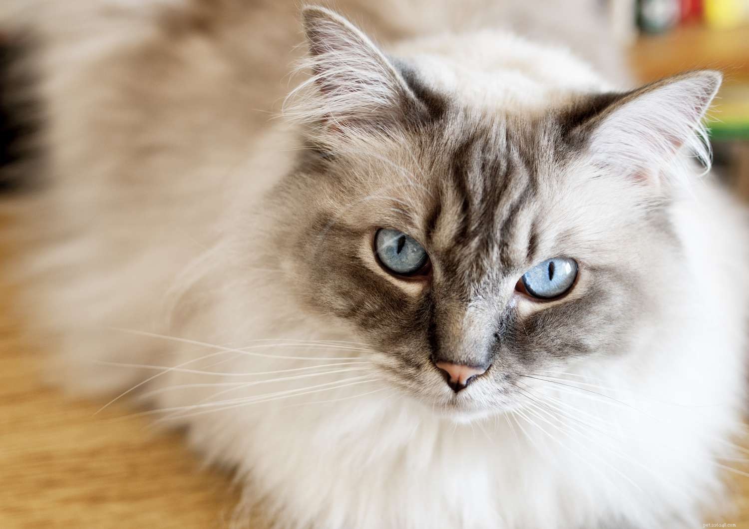Top 10 Long‑Lived Cat Breeds: Extend Your Companion’s Life