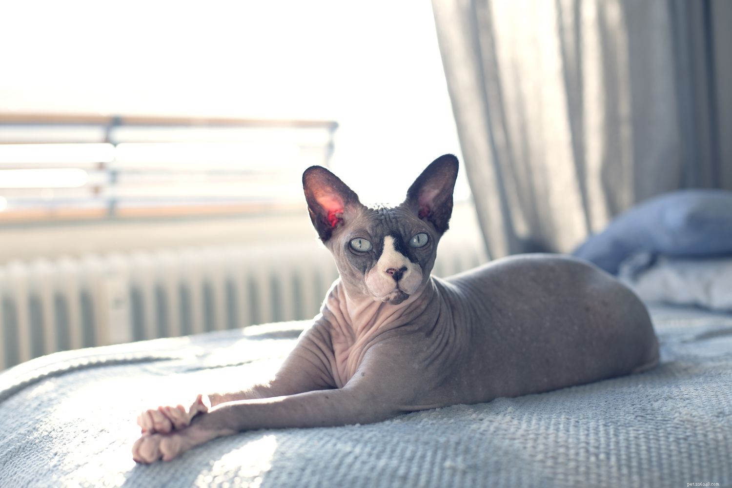 Top 10 Long‑Lived Cat Breeds: Extend Your Companion’s Life