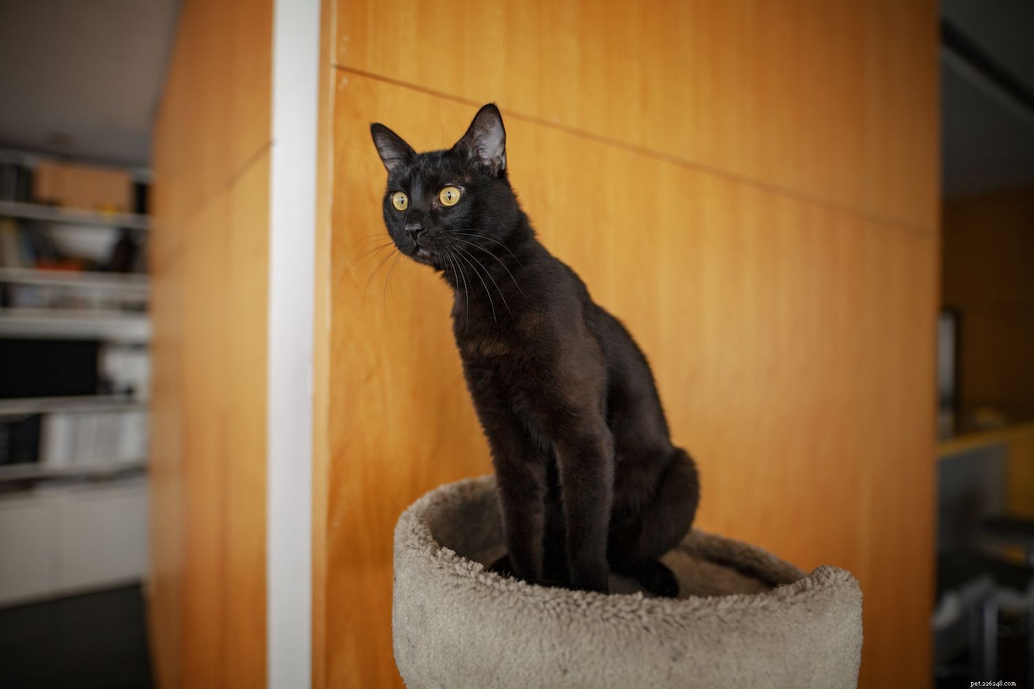 Top 10 Long‑Lived Cat Breeds: Extend Your Companion’s Life