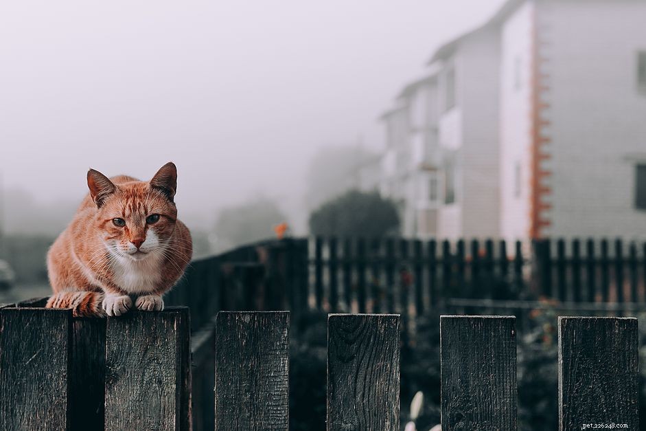 How to Properly Feed Stray Cats: A Guide for Compassionate Care