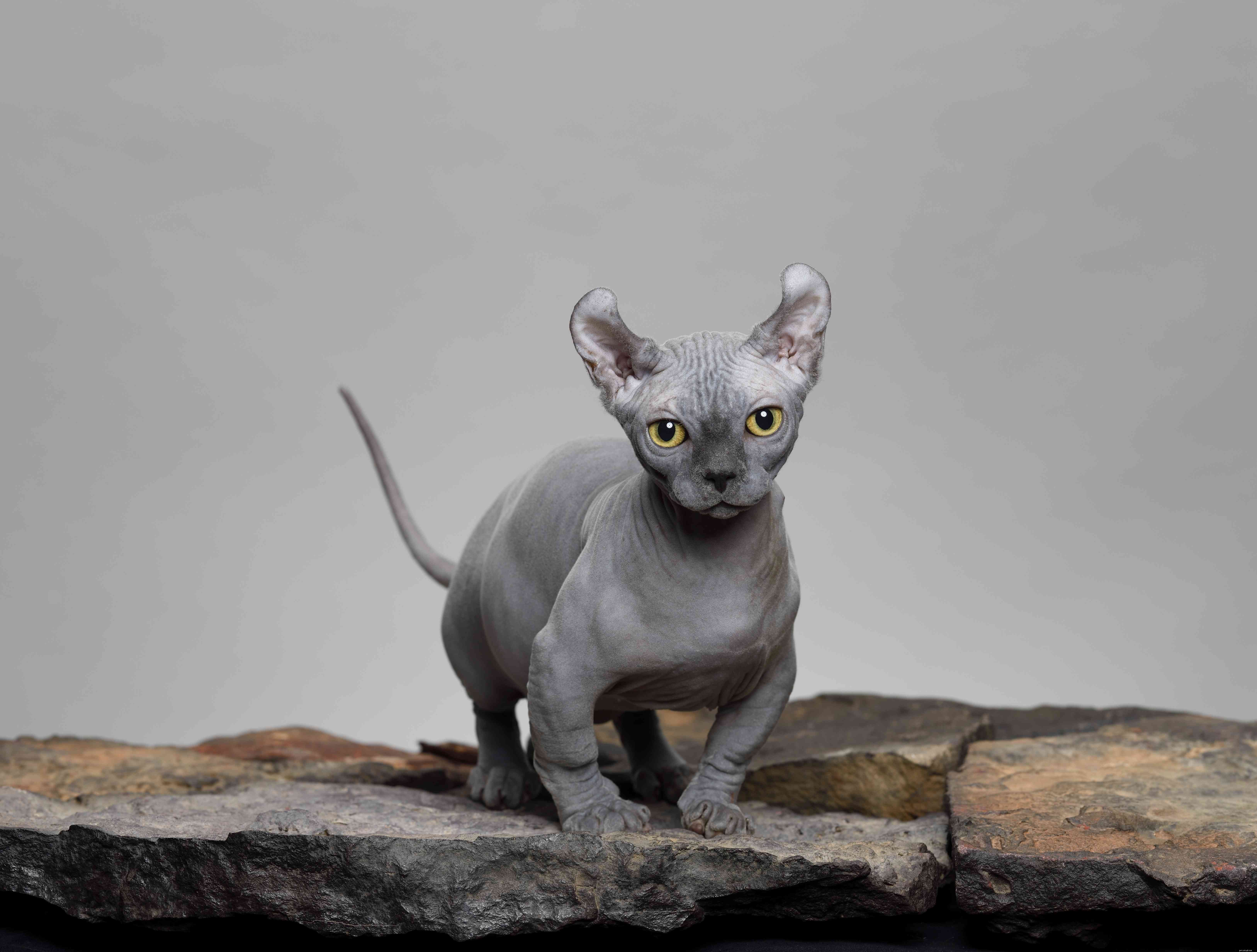 Top 10 Hairless Cat Breeds: A Guide to Unique, Low‑Maintenance Pets