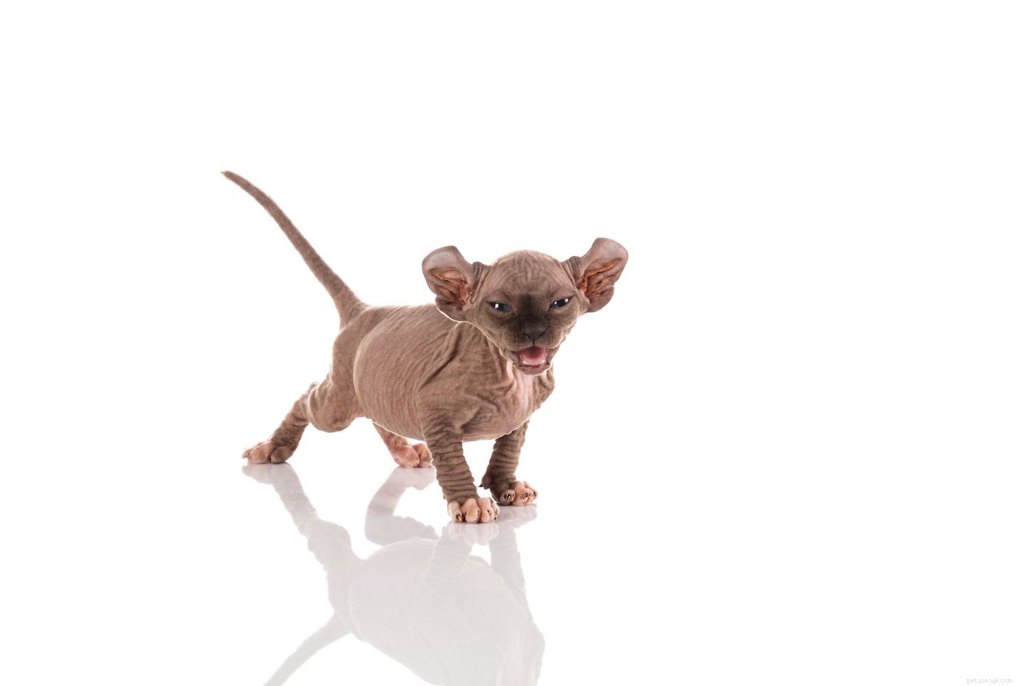 Top 10 Hairless Cat Breeds: A Guide to Unique, Low‑Maintenance Pets