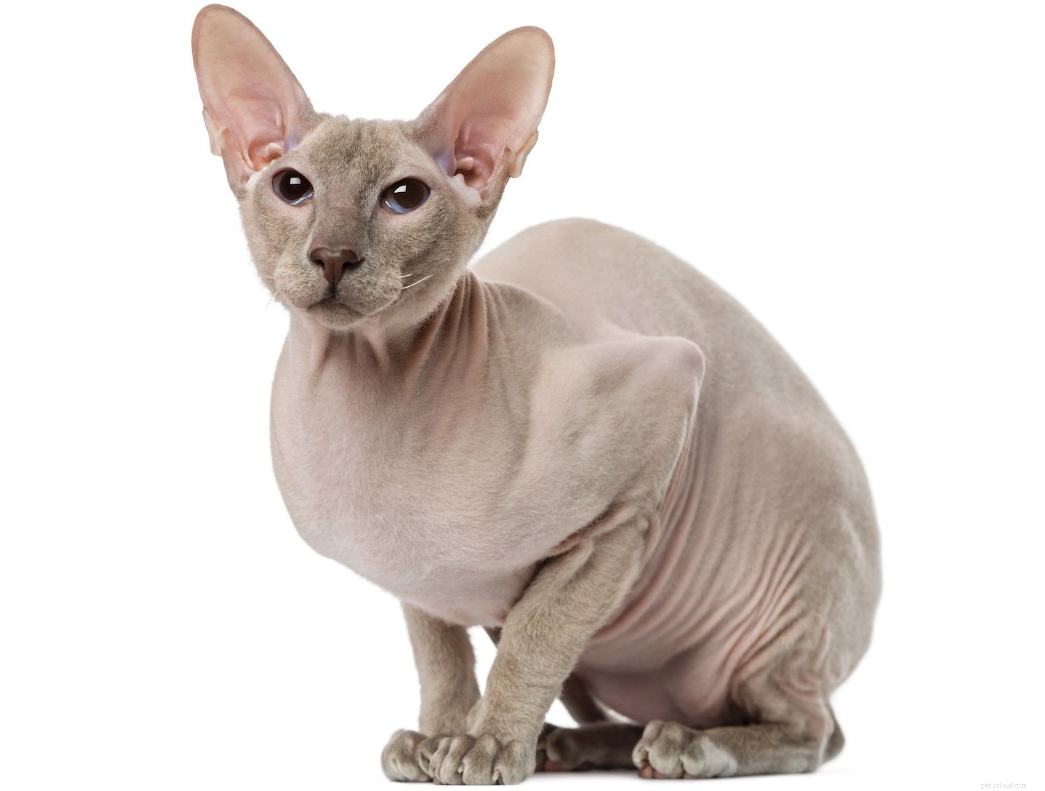 Top 10 Hairless Cat Breeds: A Guide to Unique, Low‑Maintenance Pets