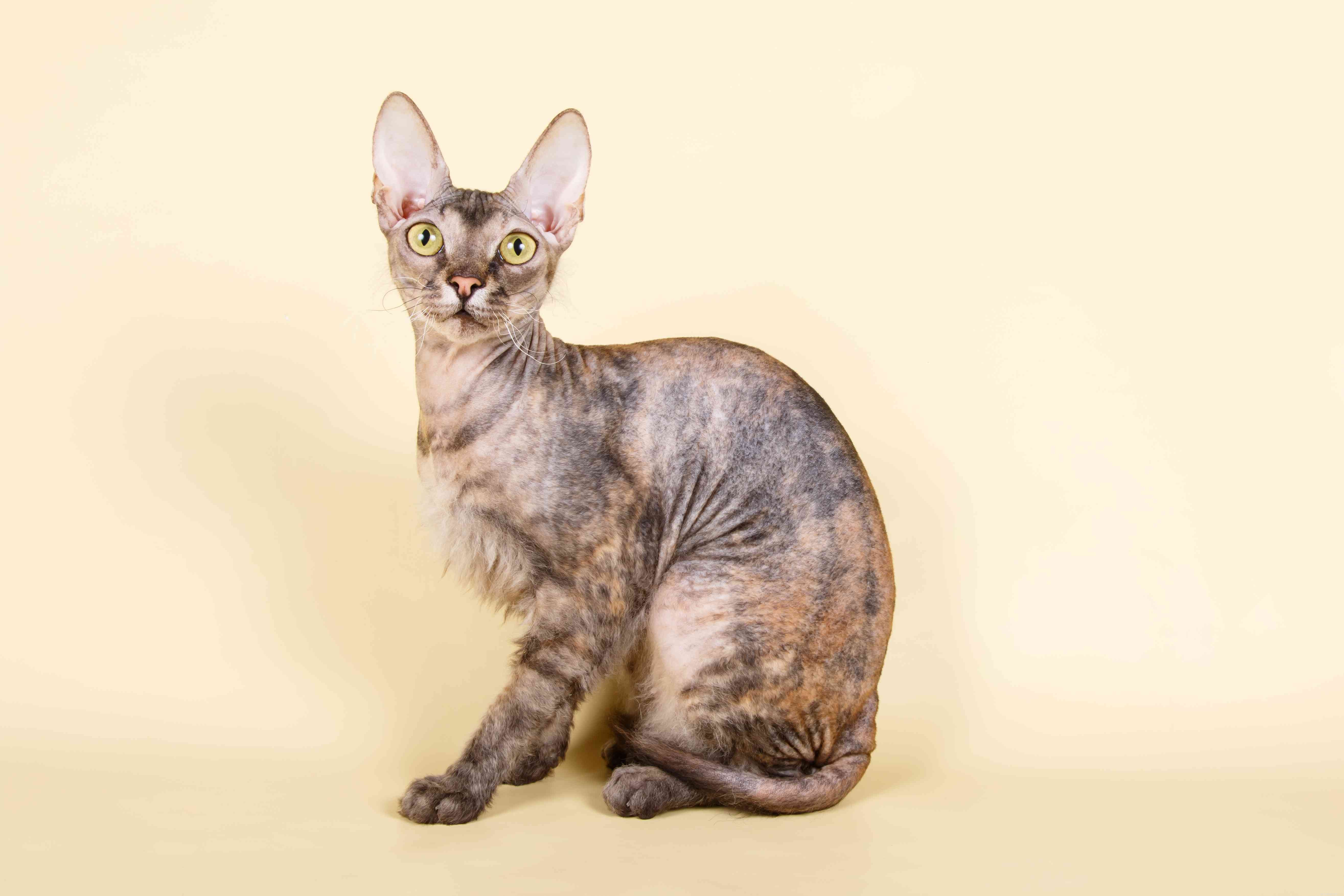 Top 10 Hairless Cat Breeds: A Guide to Unique, Low‑Maintenance Pets