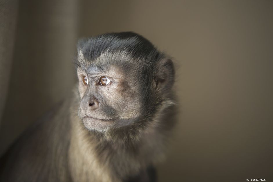 Should You Keep a Capuchin Monkey? A Complete Guide to Care, Behavior, and Responsibilities