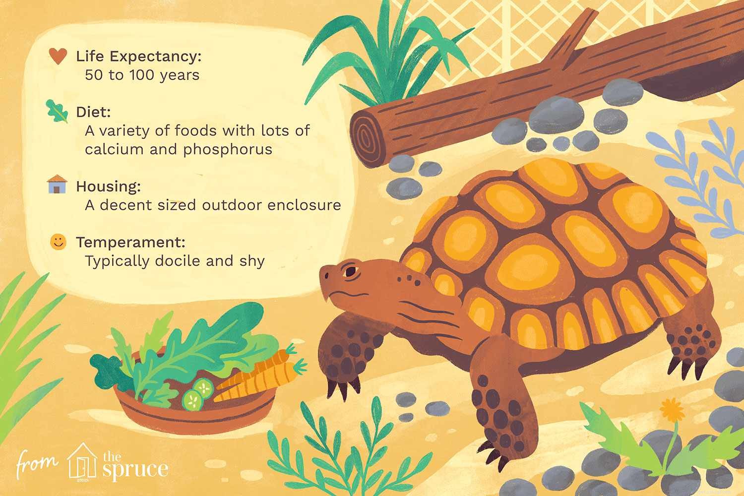 The Complete Guide to Caring for Pet Tortoises: Behavior, Habitat, and Health