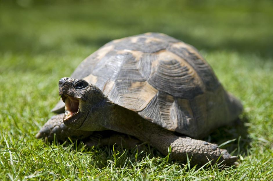The Complete Guide to Caring for Pet Tortoises: Behavior, Habitat, and Health
