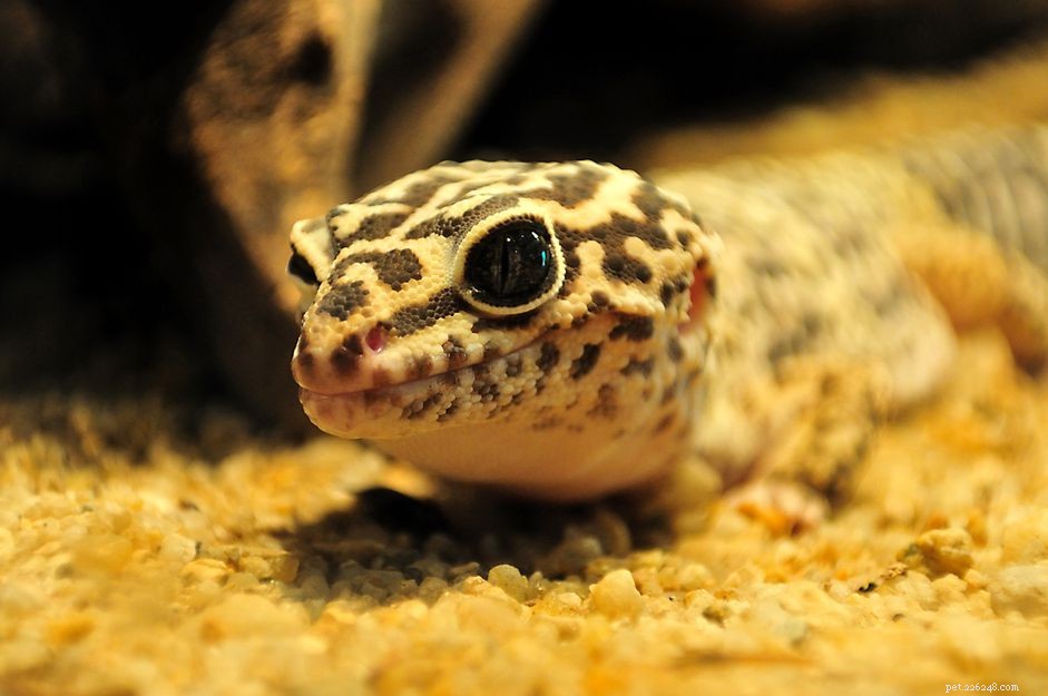 Expert Guide to Choosing the Ideal Substrate for Leopard Geckos