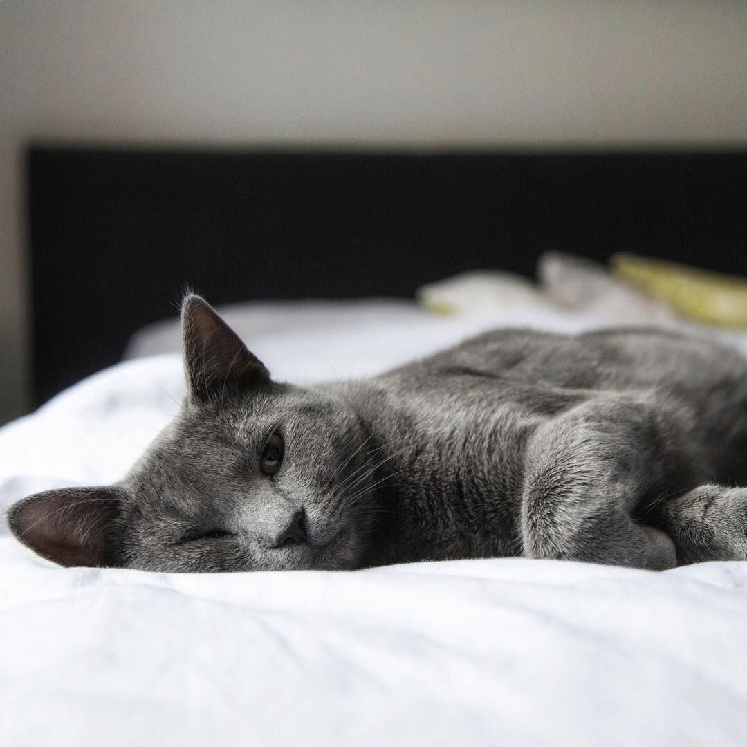 Celebrate Your Cat’s Birthday with 8 Creative, Cat‑Friendly Ways