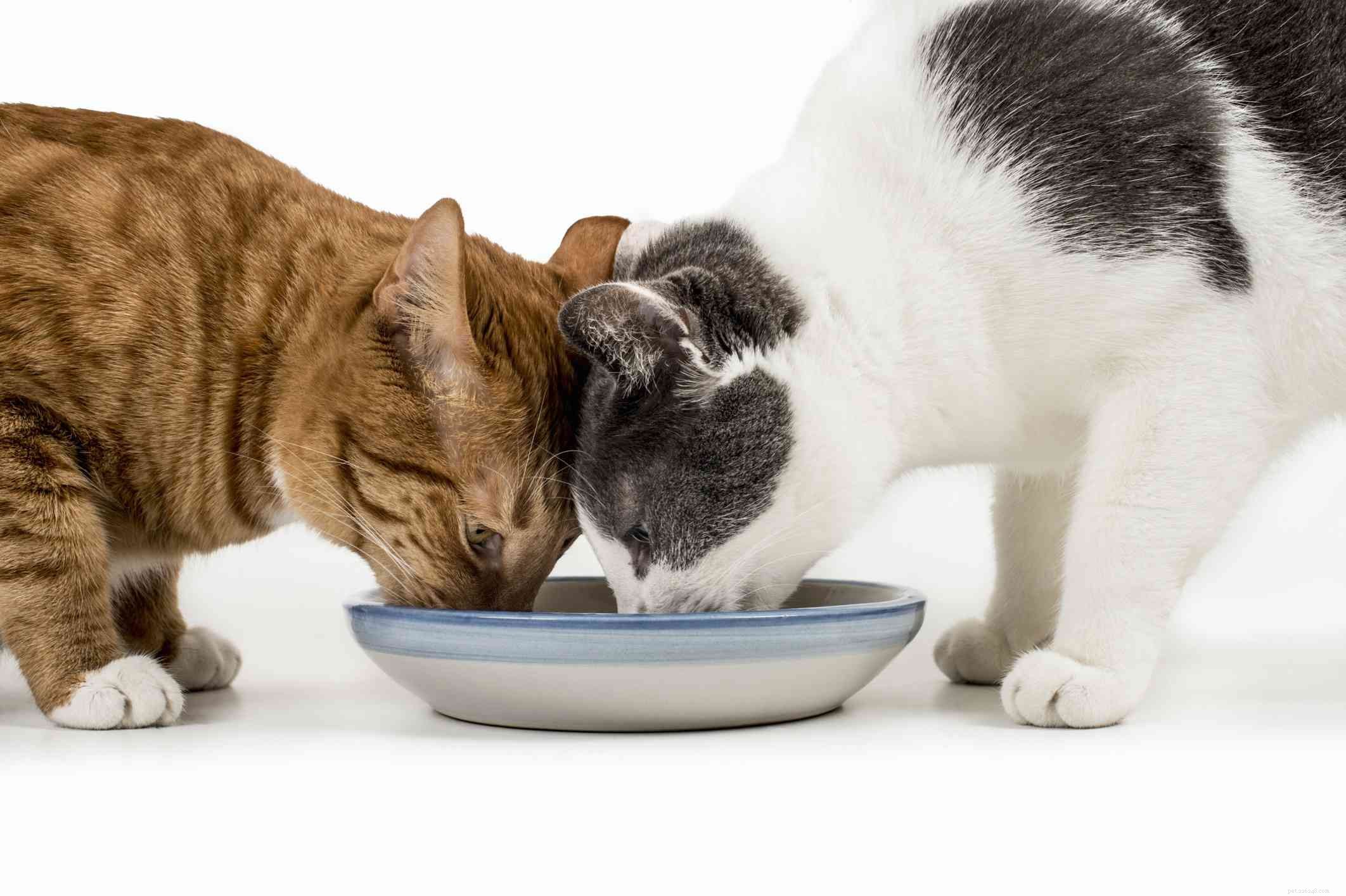 Celebrate Your Cat’s Birthday with 8 Creative, Cat‑Friendly Ways
