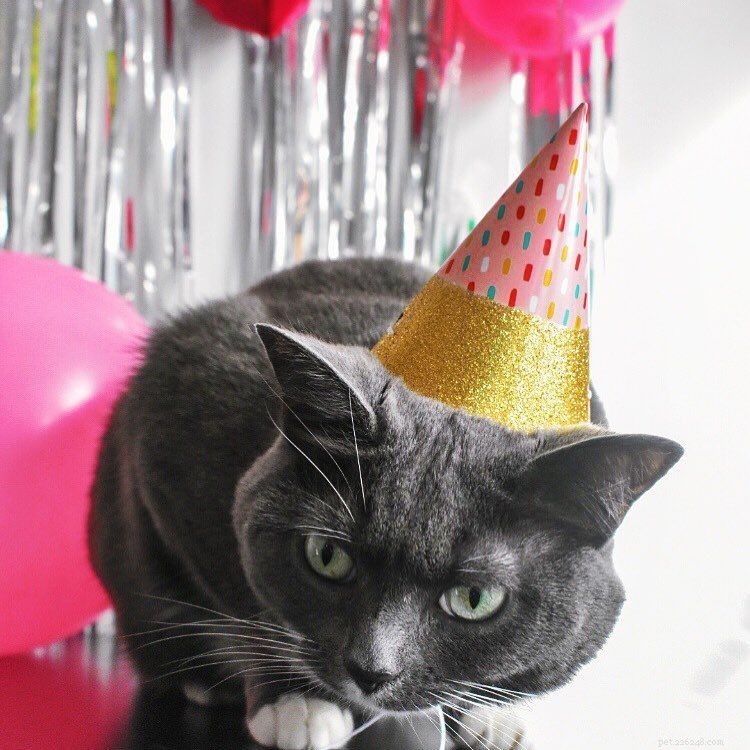 Celebrate Your Cat’s Birthday with 8 Creative, Cat‑Friendly Ways