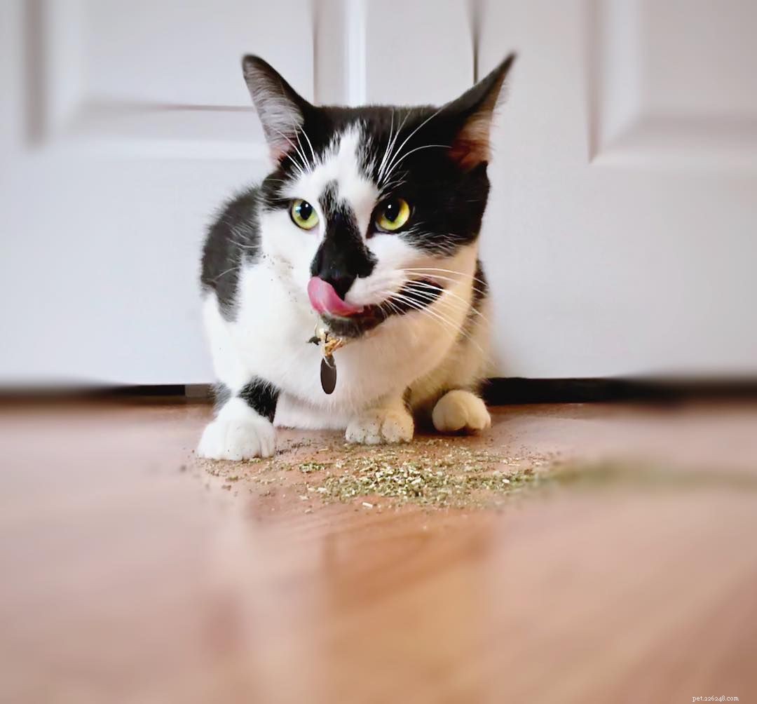 Celebrate Your Cat’s Birthday with 8 Creative, Cat‑Friendly Ways
