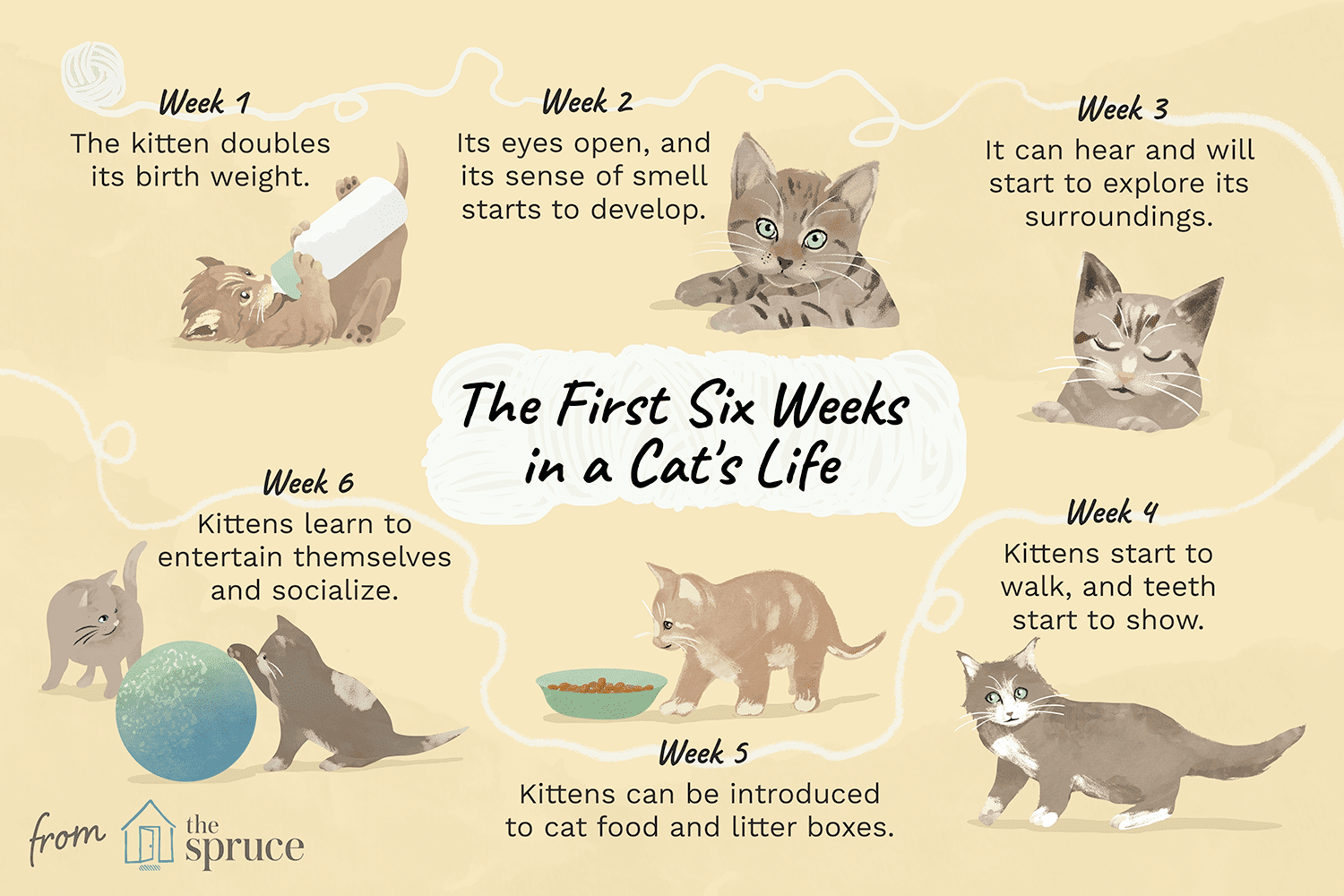 First Six Weeks of Kitten Development: Essential Care & Socialization Guide