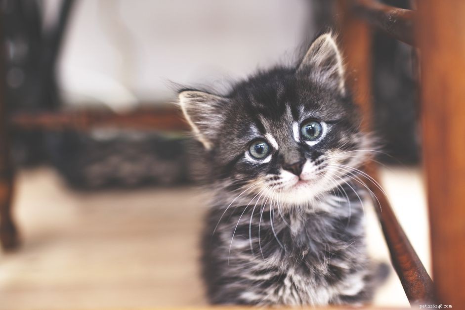 First Six Weeks of Kitten Development: Essential Care & Socialization Guide