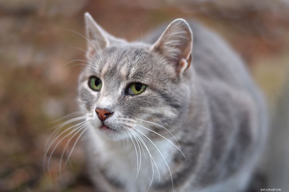 Why Female Cats Spray: Causes & Solutions for Stress-Free Homes
