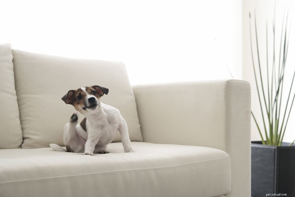 Dog Parasites 101: Identifying, Preventing, and Treating Common Threats