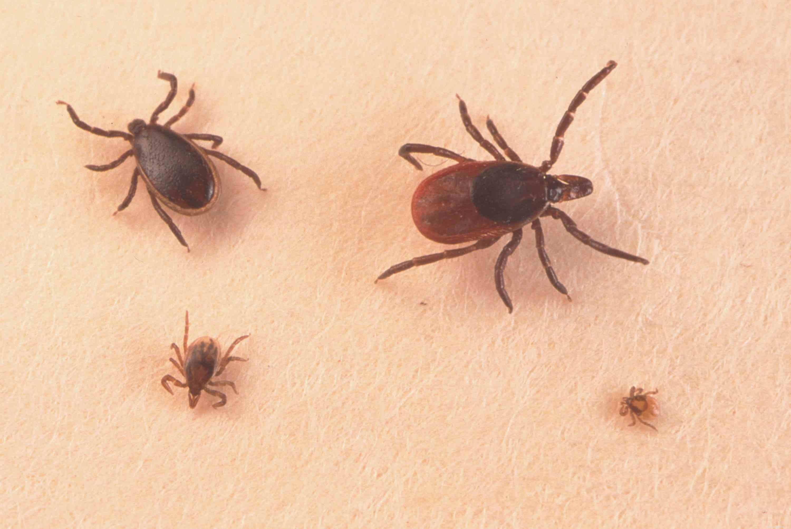 Dog Parasites 101: Identifying, Preventing, and Treating Common Threats
