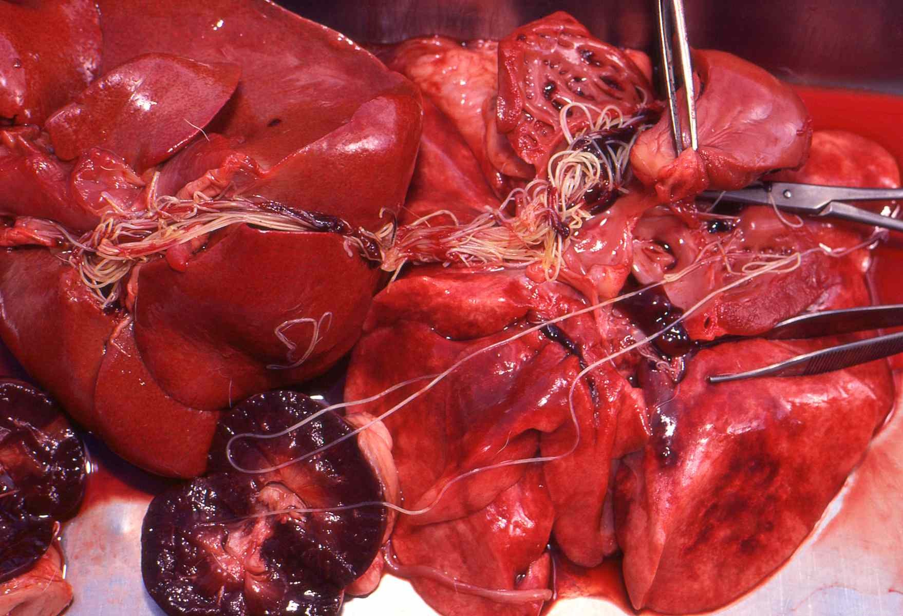 Dog Parasites 101: Identifying, Preventing, and Treating Common Threats