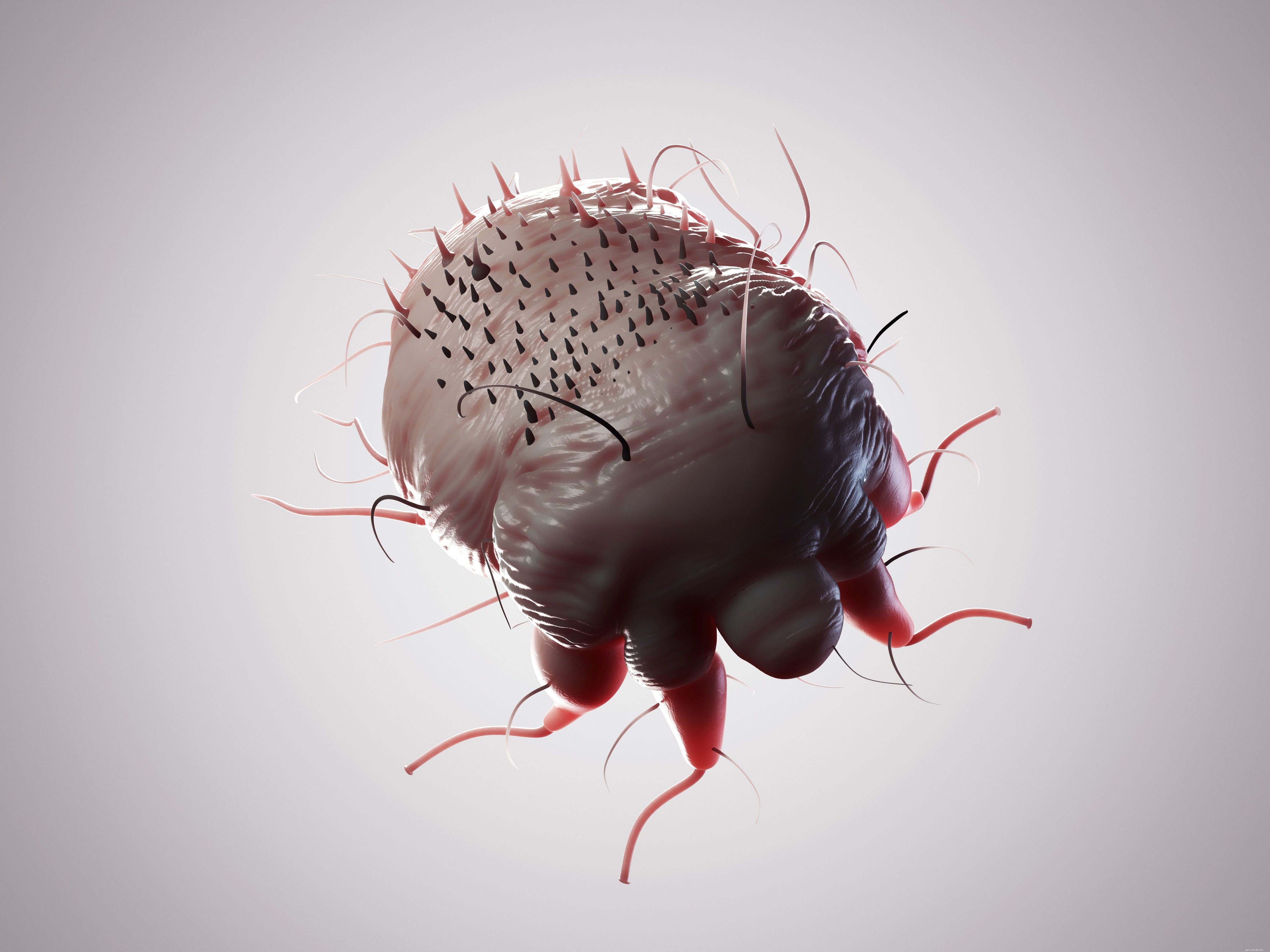 Dog Parasites 101: Identifying, Preventing, and Treating Common Threats
