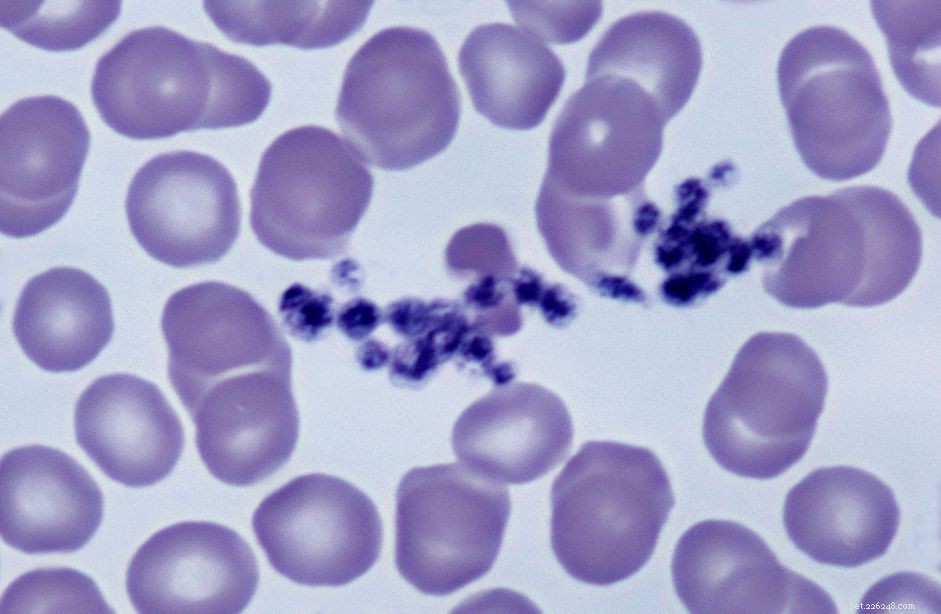 Understanding Thrombocytopenia in Dogs: Causes, Symptoms, and Treatment