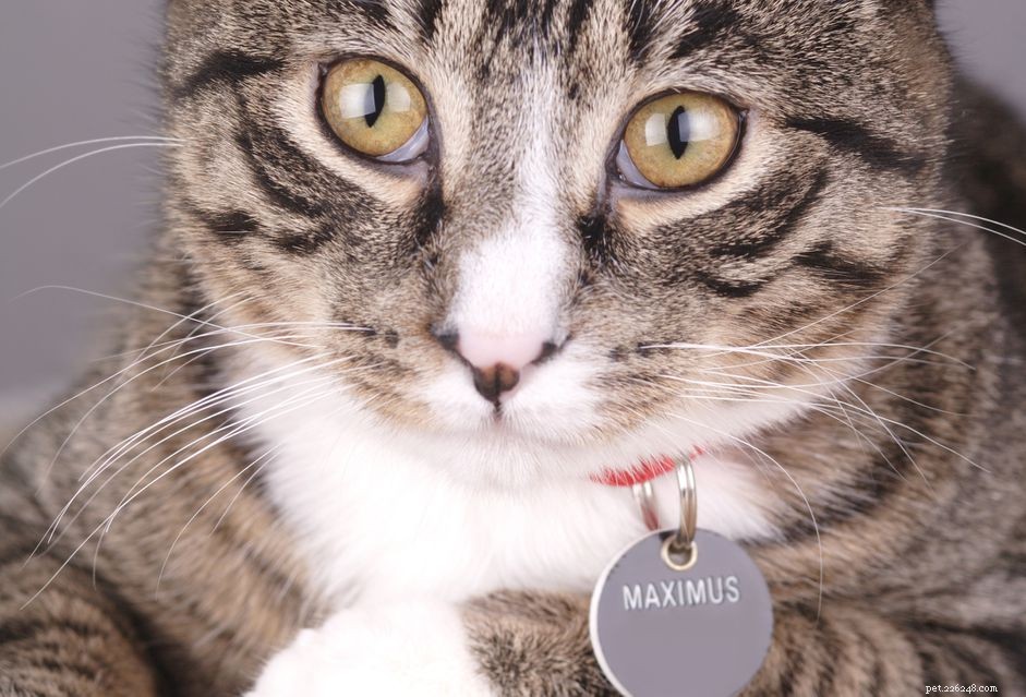 How to Name Your Cat: A Step‑by‑Step Guide for New Owners