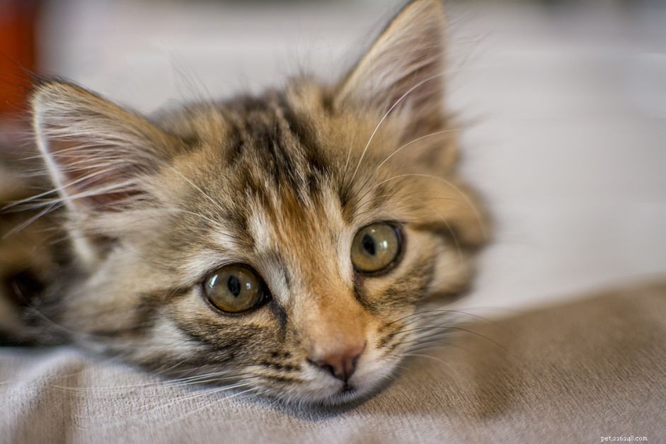 Understanding Feline Cerebellar Hypoplasia: Symptoms, Causes, and Care