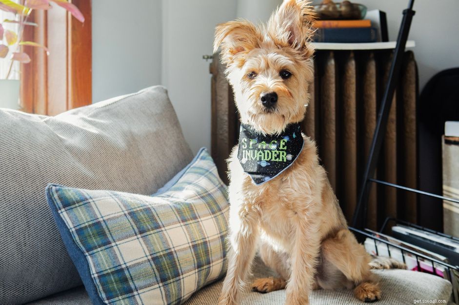 65 Stellar Dog Names Inspired by Space: Planets, Constellations & More