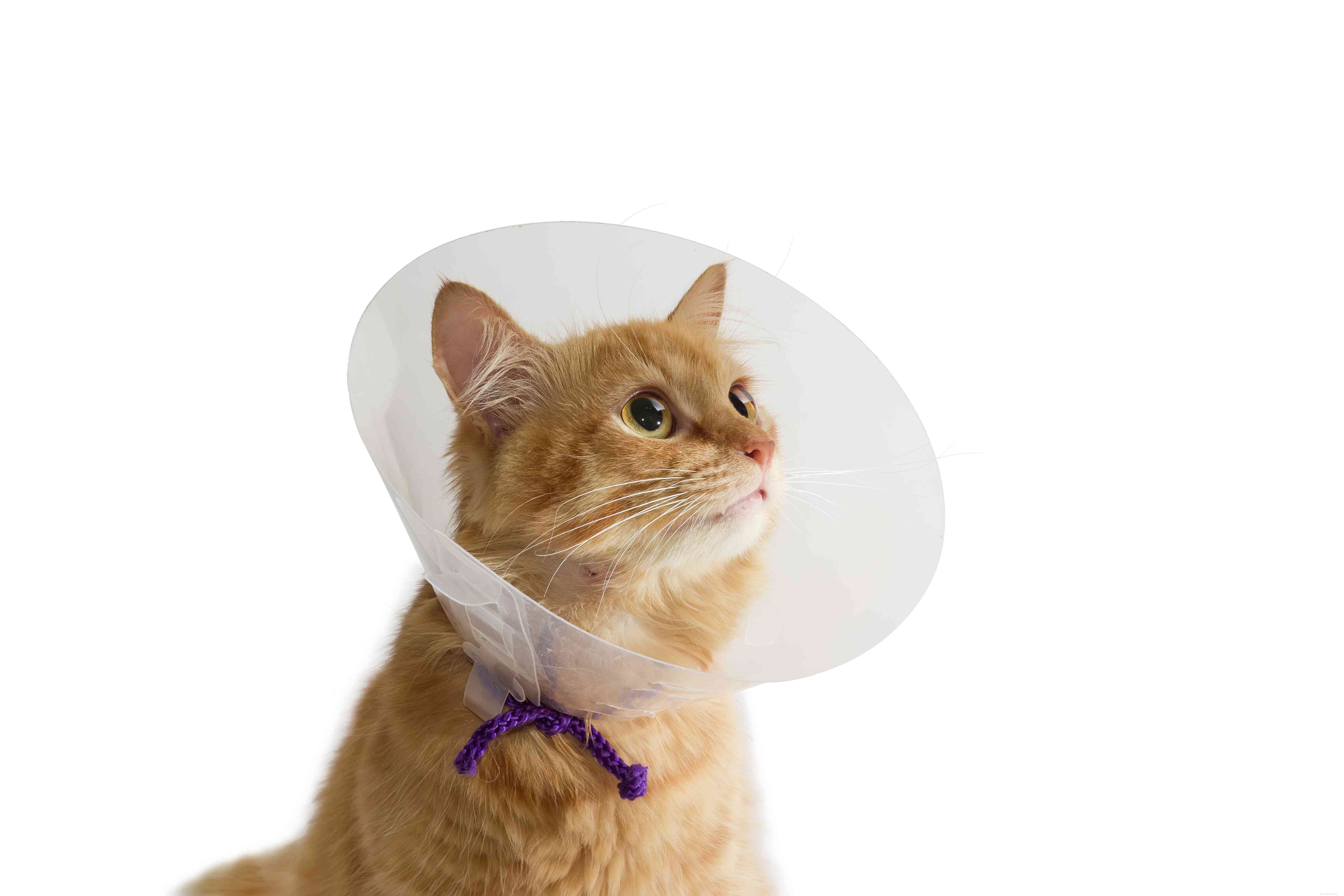 Rabies in Cats: Symptoms, Risks, and Prevention