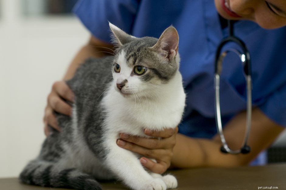 Rabies in Cats: Symptoms, Risks, and Prevention