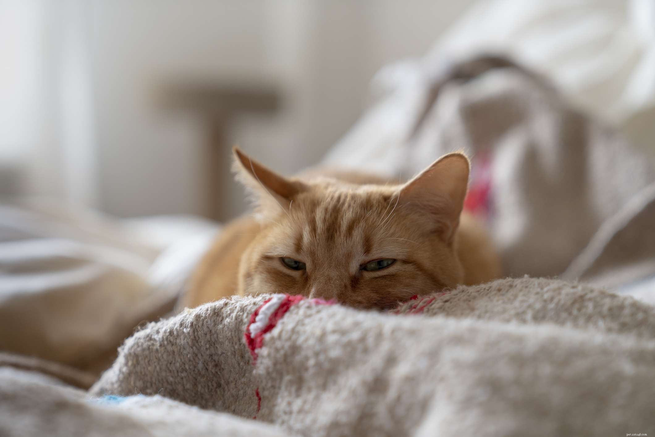 Rabies in Cats: Symptoms, Risks, and Prevention