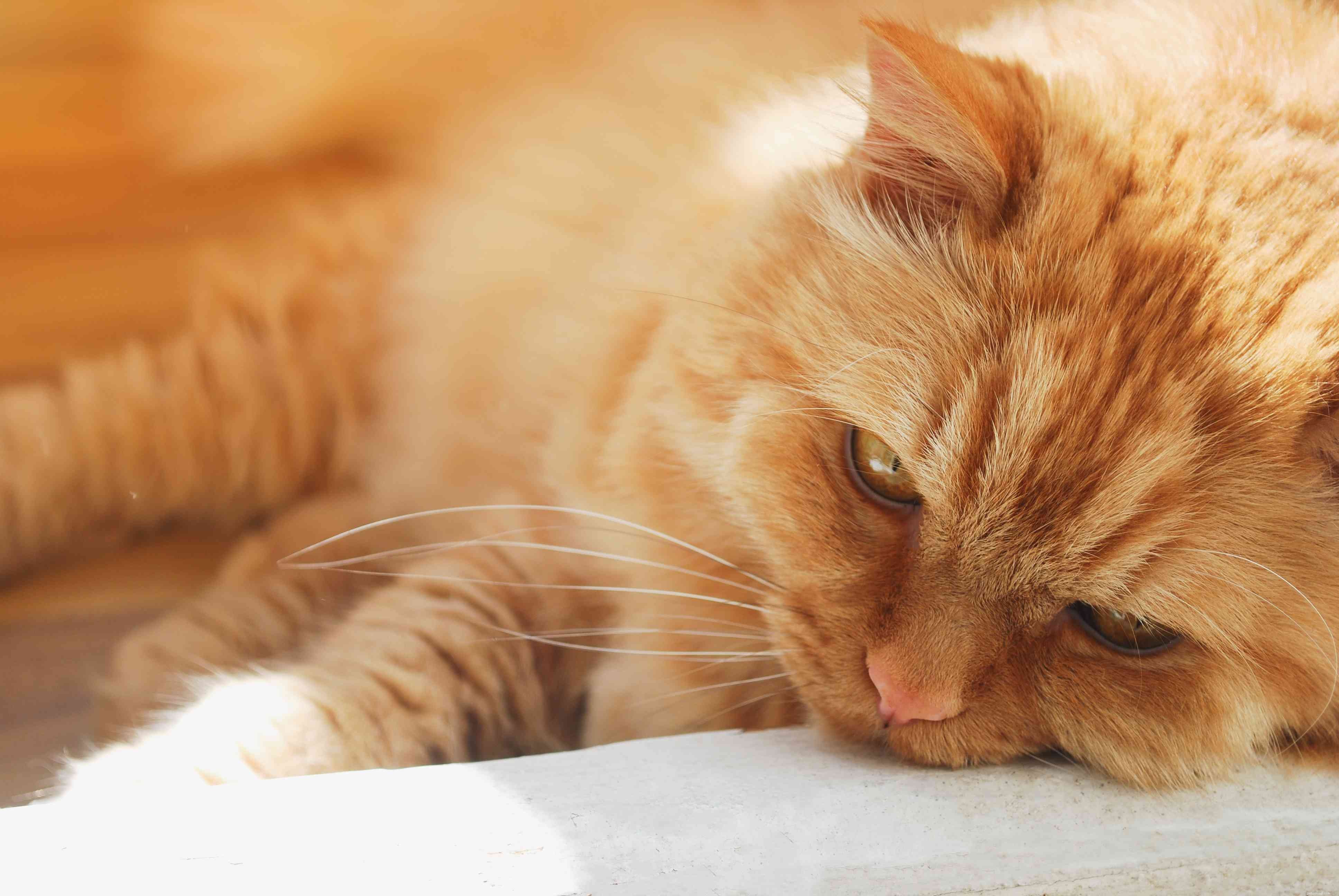 Rabies in Cats: Symptoms, Risks, and Prevention
