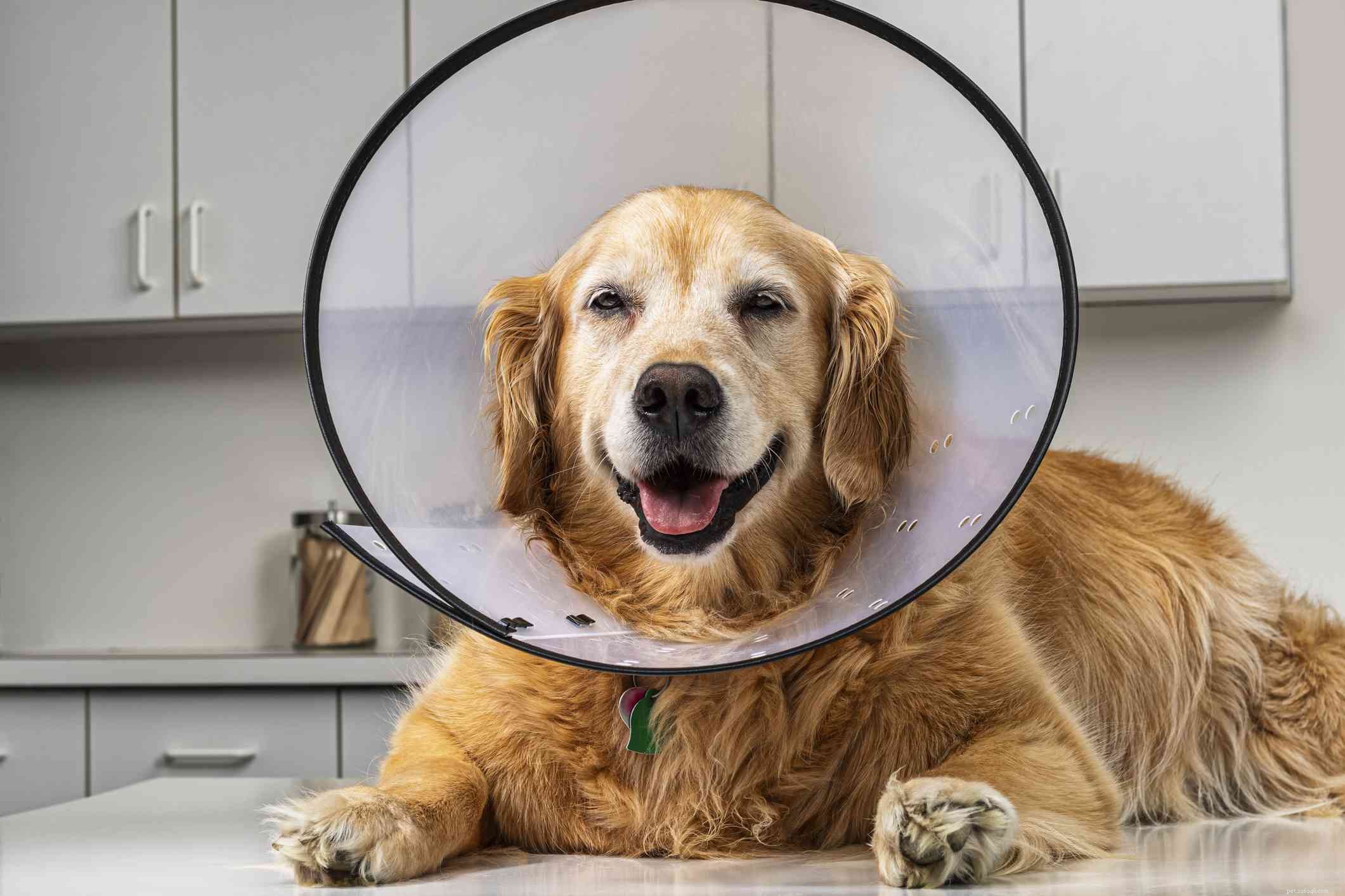 Safe At-Home Care for Dogs with Red, Itchy Eyes