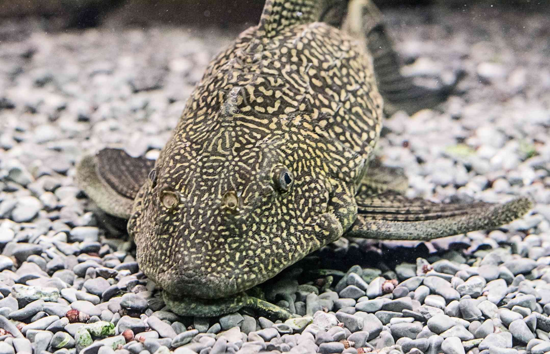 Skunk Cory (Corydoras arcuatus): Essential Profile for Aquarists