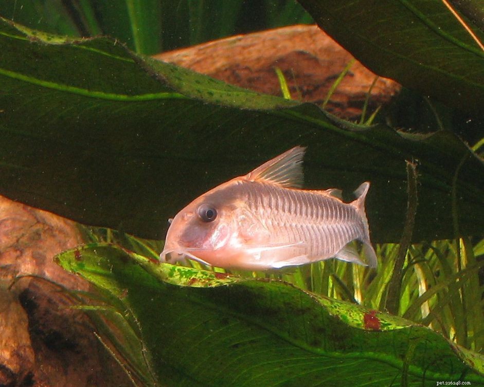 Skunk Cory (Corydoras arcuatus): Essential Profile for Aquarists