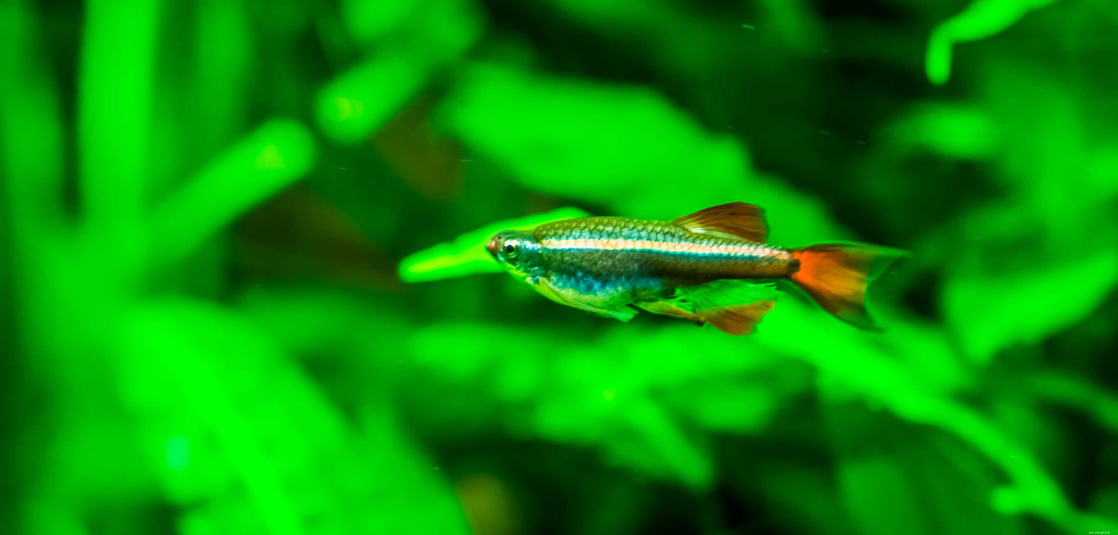 Skunk Cory (Corydoras arcuatus): Essential Profile for Aquarists
