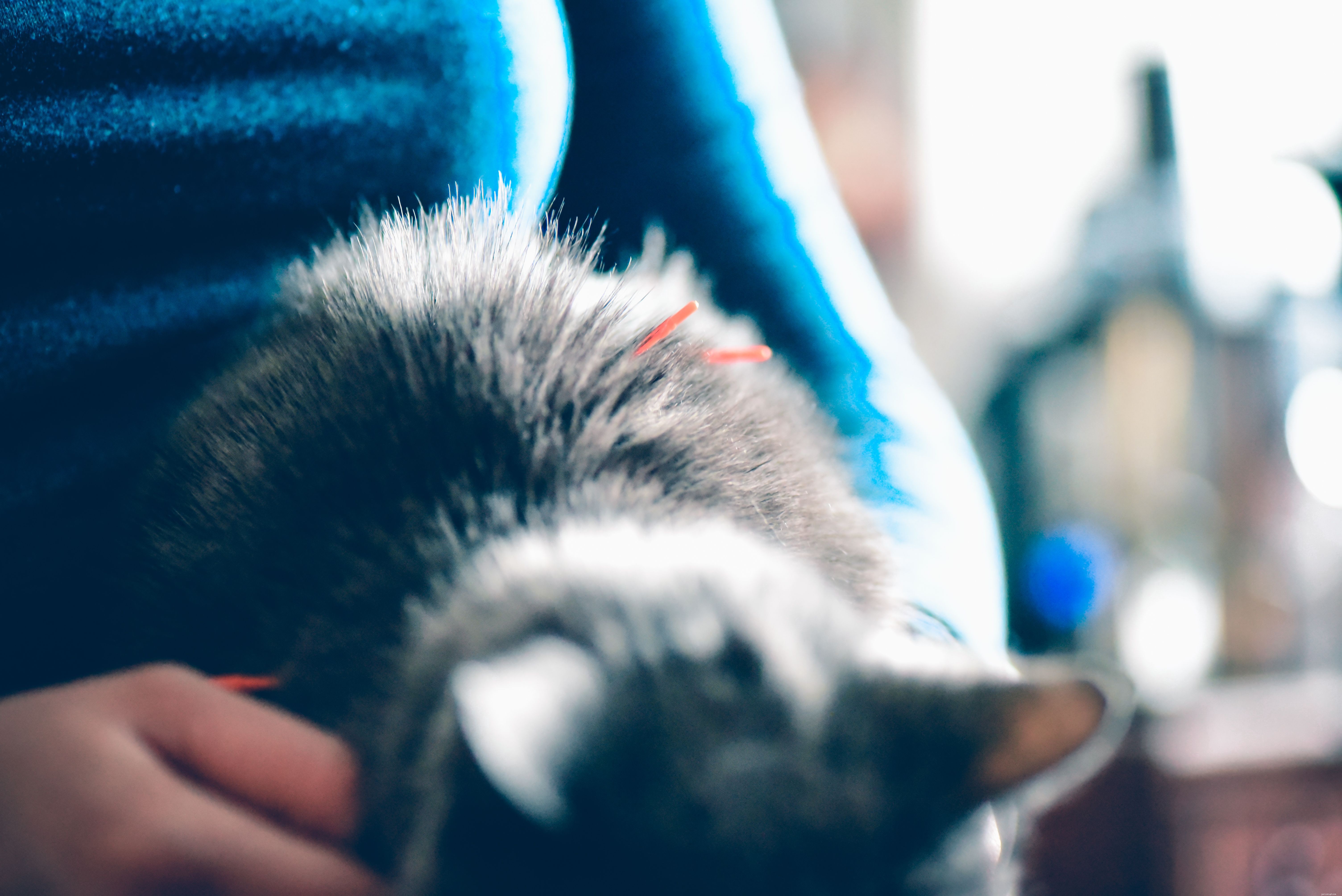 Understanding Cat Arthritis: Symptoms, Causes, and Care