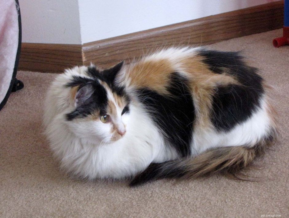 Understanding Cat Arthritis: Symptoms, Causes, and Care