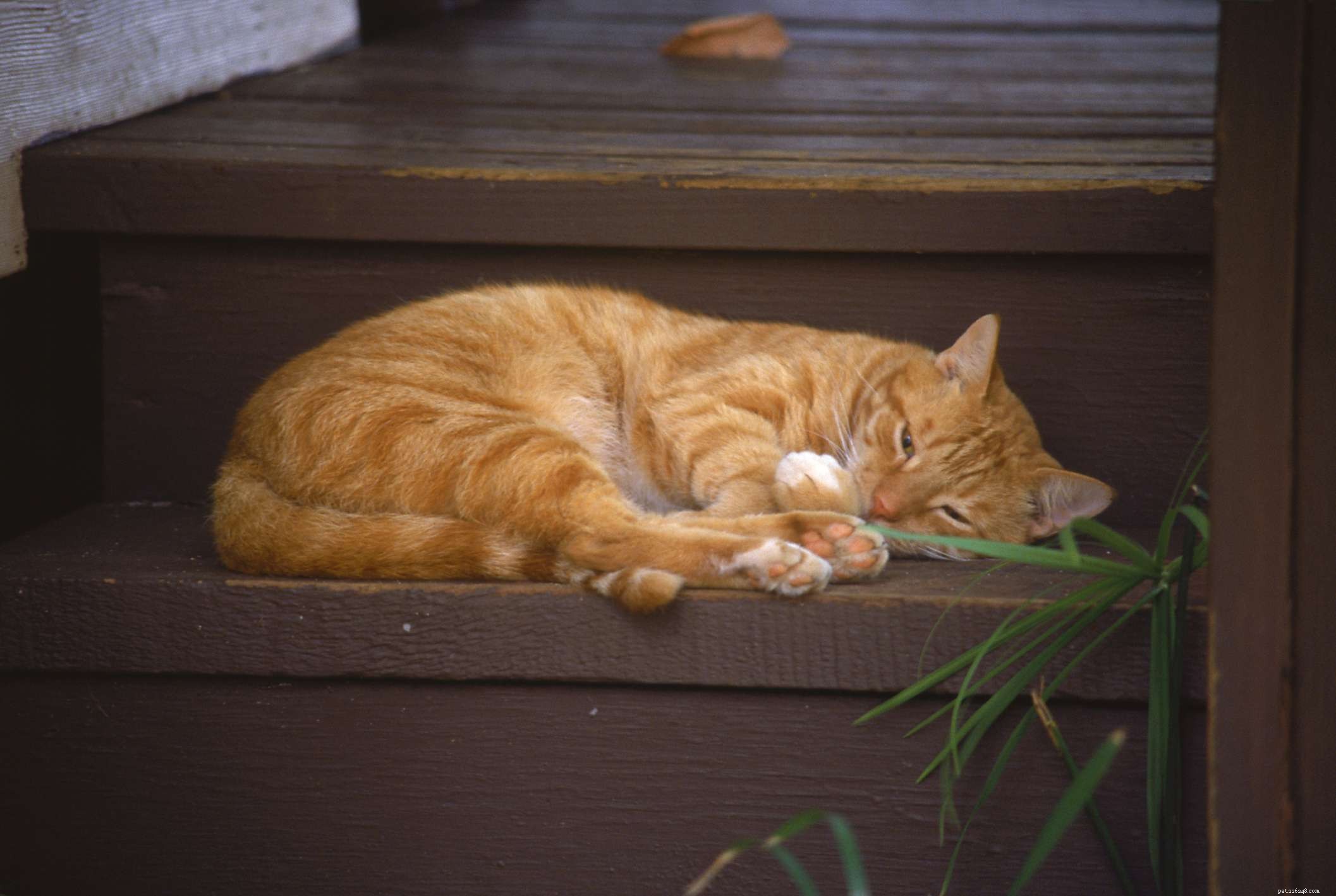 Understanding Cat Arthritis: Symptoms, Causes, and Care