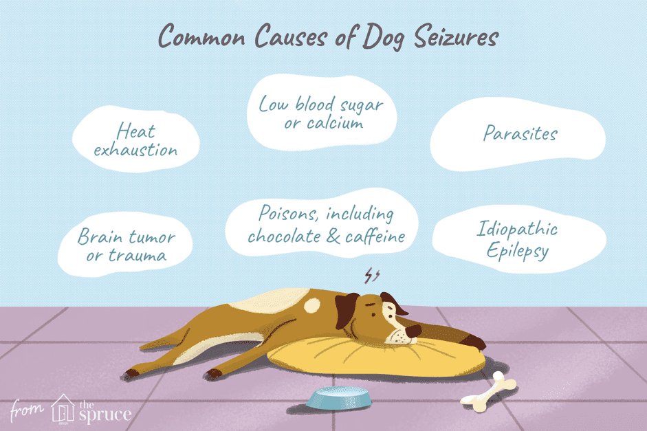 Understanding Dog Seizures: Causes, Symptoms, and Effective Treatments
