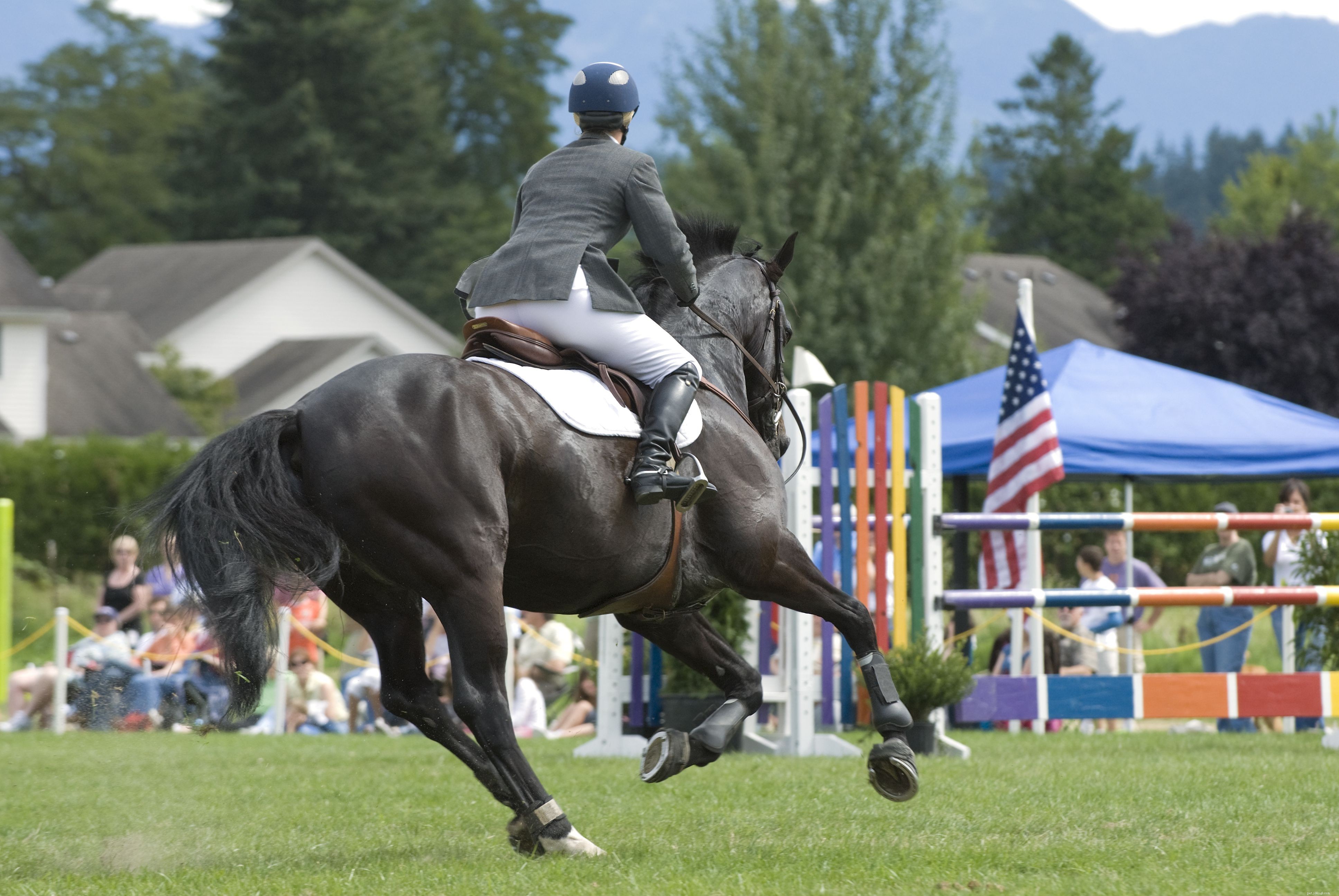 Top 10 Horse Breeds & Types: A Guide to the Most Popular Equine Favorites