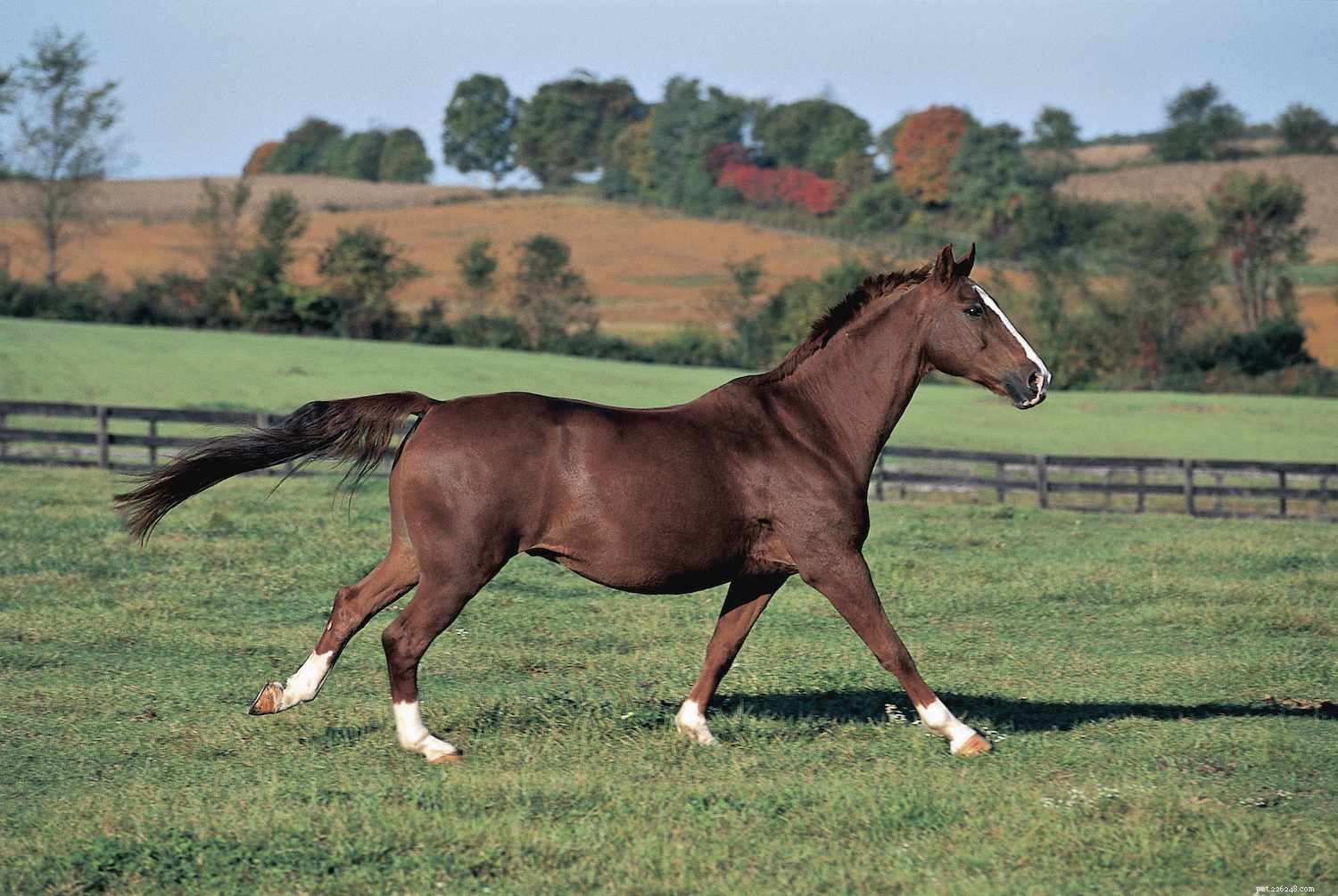 Top 10 Horse Breeds & Types: A Guide to the Most Popular Equine Favorites